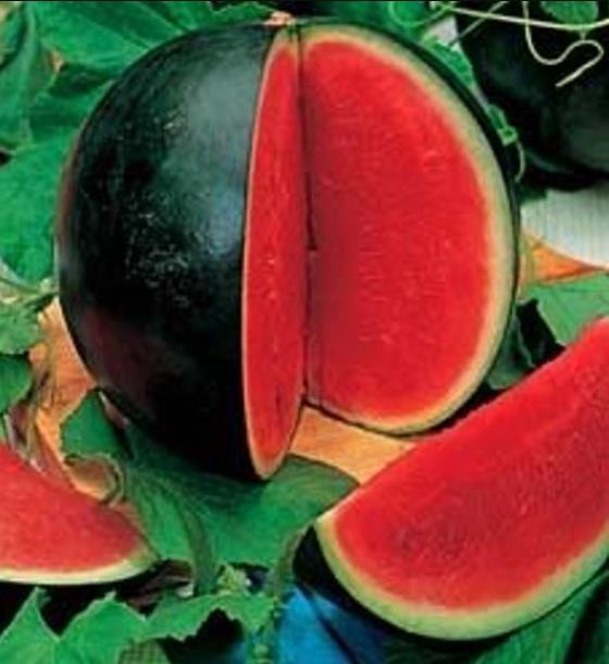 Citrullus lanatus Sugar Baby (VERDADEIRA) - Melancia Doce Mini, Mini Melancia doce