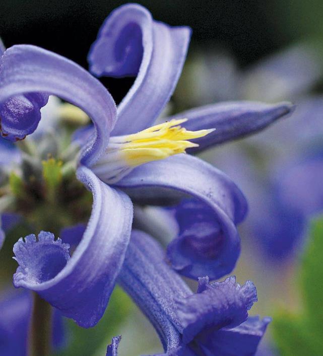 Clematis heracleifolia (Clematis davidiana) - Clematis Floração Jacinto, Clematis Flor de Jacinto, Clematis Arbustiva - Imagem 2