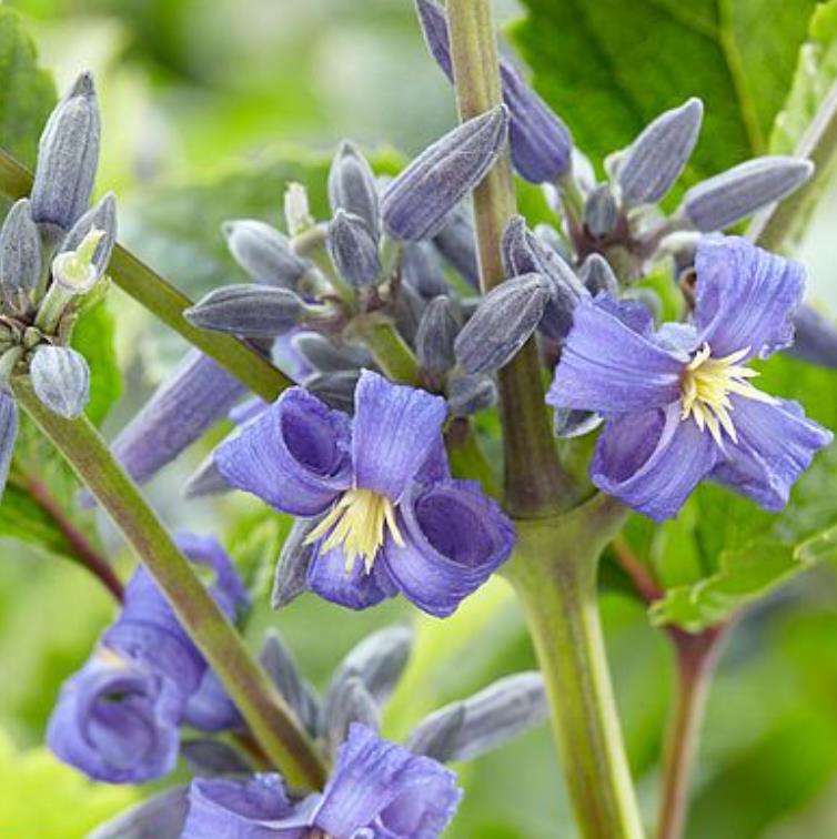 Clematis heracleifolia (Clematis davidiana) - Clematis Floração Jacinto, Clematis Flor de Jacinto, Clematis Arbustiva - Imagem 3