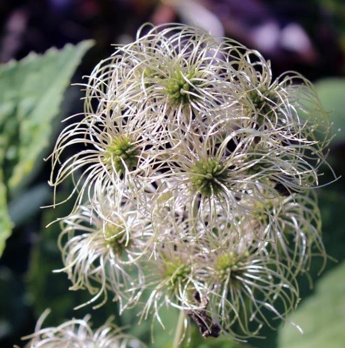Clematis heracleifolia (Clematis davidiana) - Clematis Floração Jacinto, Clematis Flor de Jacinto, Clematis Arbustiva - Imagem 4