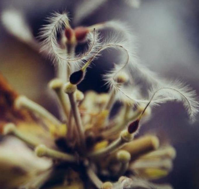 Clematis heracleifolia (Clematis davidiana) - Clematis Floração Jacinto, Clematis Flor de Jacinto, Clematis Arbustiva - Imagem 5