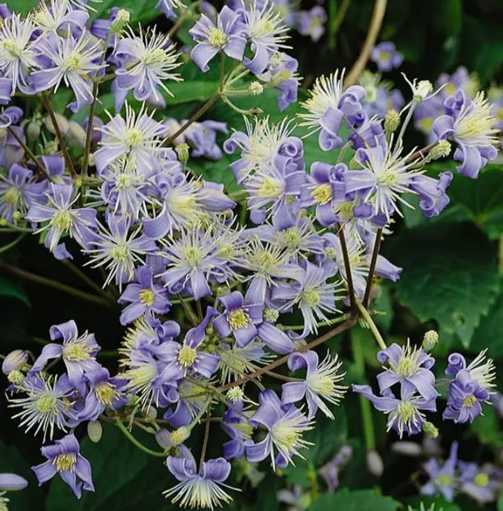 Clematis heracleifolia (Clematis davidiana) - Clematis Floração Jacinto, Clematis Flor de Jacinto, Clematis Arbustiva - Imagem 7