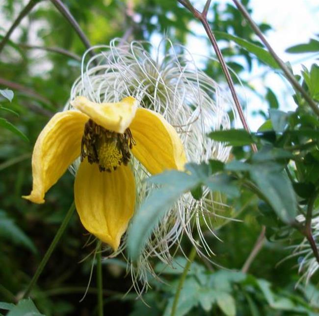 Clematis tangutica - Trepadeira Clematis Dourada, Clematis Sino Dourado, Clematis Tiara de Ouro - Imagem 2