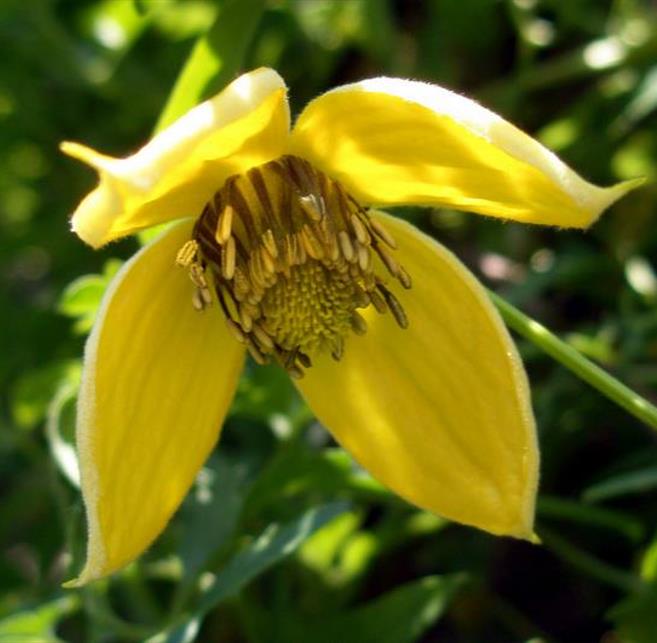 Clematis tangutica - Trepadeira Clematis Dourada, Clematis Sino Dourado, Clematis Tiara de Ouro - Imagem 3