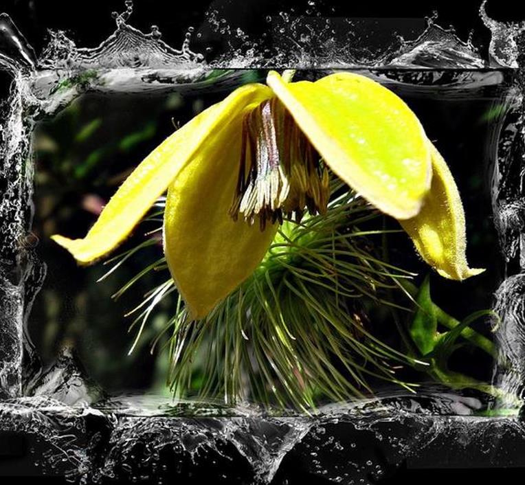 Clematis tangutica - Trepadeira Clematis Dourada, Clematis Sino Dourado, Clematis Tiara de Ouro - Imagem 4