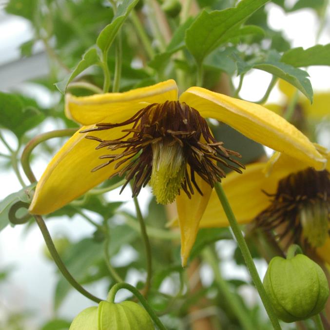 Clematis tangutica - Trepadeira Clematis Dourada, Clematis Sino Dourado, Clematis Tiara de Ouro - Imagem 5