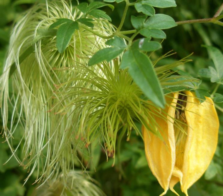 Clematis tangutica - Trepadeira Clematis Dourada, Clematis Sino Dourado, Clematis Tiara de Ouro - Imagem 7