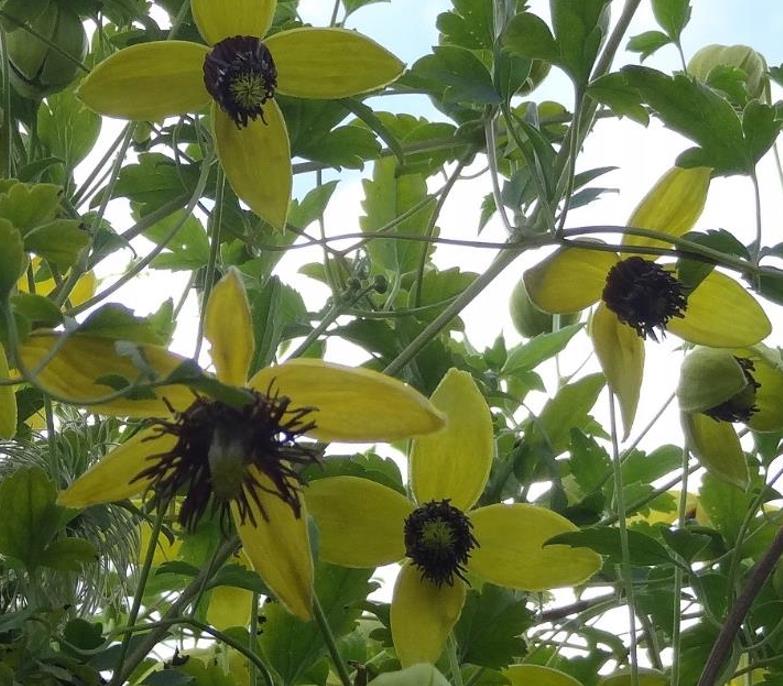 Clematis tangutica - Trepadeira Clematis Dourada, Clematis Sino Dourado, Clematis Tiara de Ouro - Imagem 8