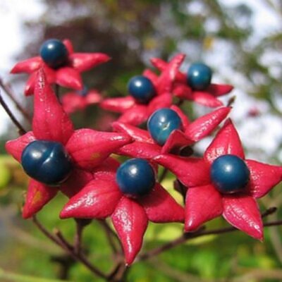 Clerodendrum trichotomum 'Fargesii' - Clerodendro Glorioso, Clerodendro Arlequim, Árvore Manteiga de Amendoim, Arlequi