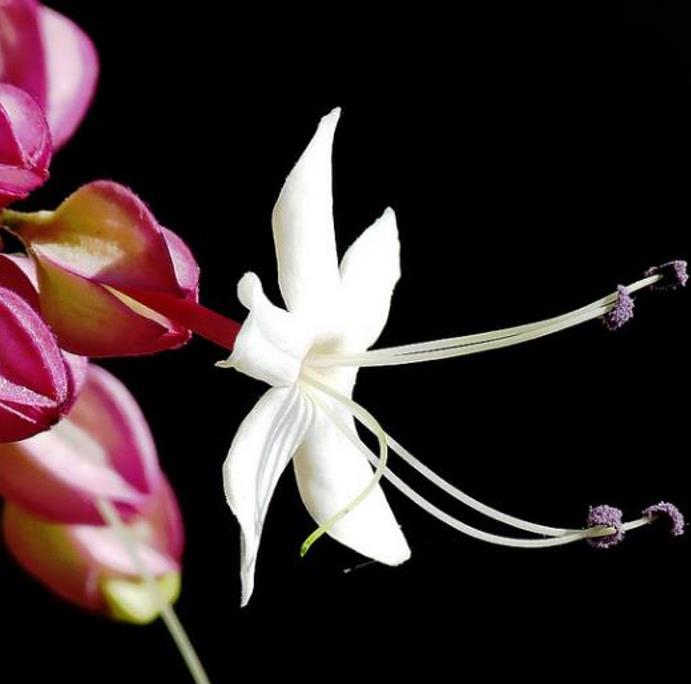 Clerodendrum trichotomum 'Fargesii' - Clerodendro Glorioso, Clerodendro Arlequim, Árvore Manteiga de Amendoim, Arlequi - Imagem 2