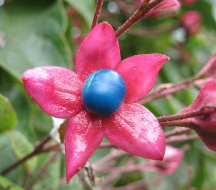 Clerodendrum trichotomum 'Fargesii' - Clerodendro Glorioso, Clerodendro Arlequim, Árvore Manteiga de Amendoim, Arlequi - Imagem 3