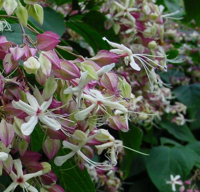 Clerodendrum trichotomum 'Fargesii' - Clerodendro Glorioso, Clerodendro Arlequim, Árvore Manteiga de Amendoim, Arlequi - Imagem 4
