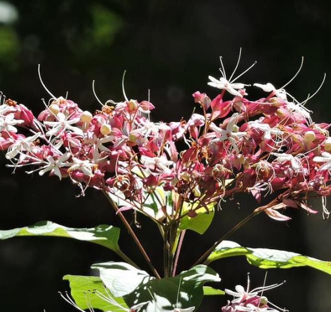 Clerodendrum trichotomum 'Fargesii' - Clerodendro Glorioso, Clerodendro Arlequim, Árvore Manteiga de Amendoim, Arlequi - Imagem 5
