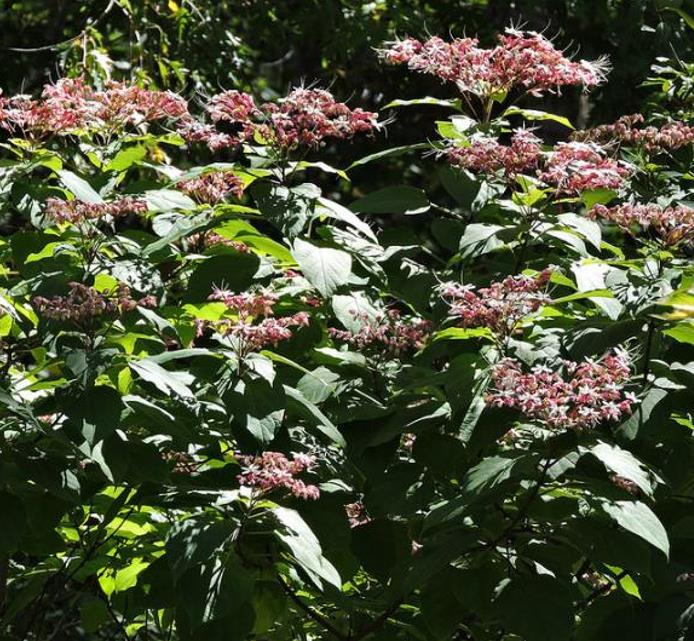 Clerodendrum trichotomum 'Fargesii' - Clerodendro Glorioso, Clerodendro Arlequim, Árvore Manteiga de Amendoim, Arlequi - Imagem 6