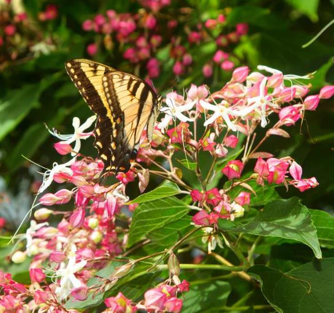 Clerodendrum trichotomum 'Fargesii' - Clerodendro Glorioso, Clerodendro Arlequim, Árvore Manteiga de Amendoim, Arlequi - Imagem 7