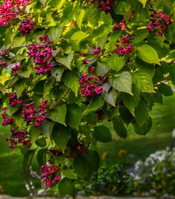 Clerodendrum trichotomum 'Fargesii' - Clerodendro Glorioso, Clerodendro Arlequim, Árvore Manteiga de Amendoim, Arlequi - Imagem 8