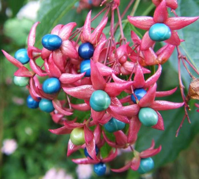Clerodendrum trichotomum 'Fargesii' - Clerodendro Glorioso, Clerodendro Arlequim, Árvore Manteiga de Amendoim, Arlequi - Imagem 9