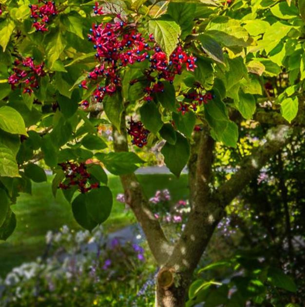 Clerodendrum trichotomum 'Fargesii' - Clerodendro Glorioso, Clerodendro Arlequim, Árvore Manteiga de Amendoim, Arlequi - Imagem 10