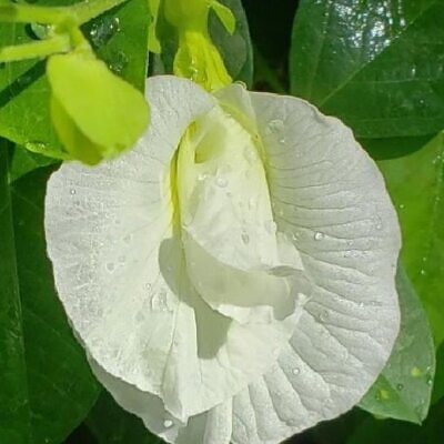 Clitoria ternatea Albiflora - Ervilha Borboleta Branca, Flor de Fada Branca, Flor de Concha, Rainha Branca, Po