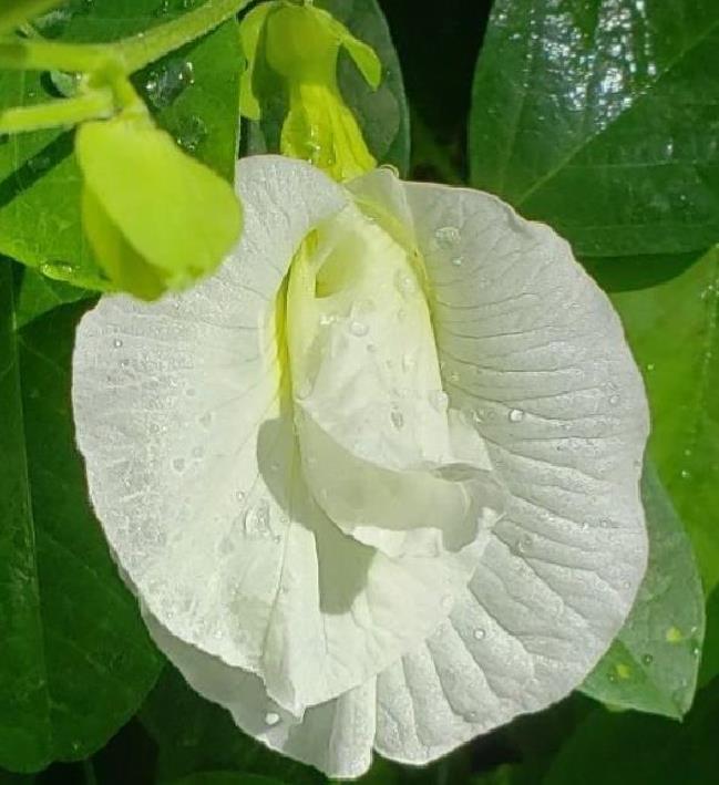 Clitoria ternatea Albiflora - Ervilha Borboleta Branca, Flor de Fada Branca, Flor de Concha, Rainha Branca, Po