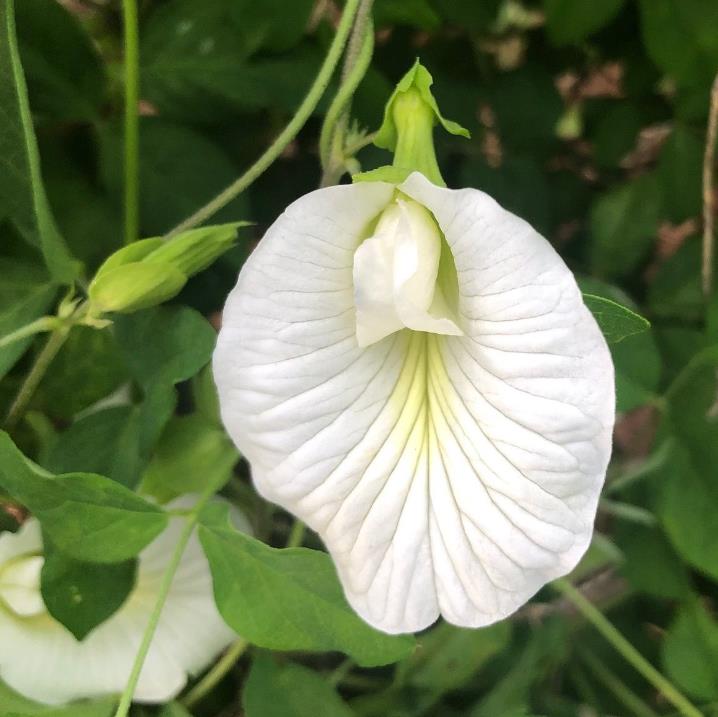 Clitoria ternatea Albiflora - Ervilha Borboleta Branca, Flor de Fada Branca, Flor de Concha, Rainha Branca, Po - Imagem 3