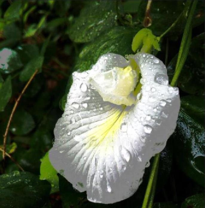 Clitoria ternatea Albiflora - Ervilha Borboleta Branca, Flor de Fada Branca, Flor de Concha, Rainha Branca, Po - Imagem 4