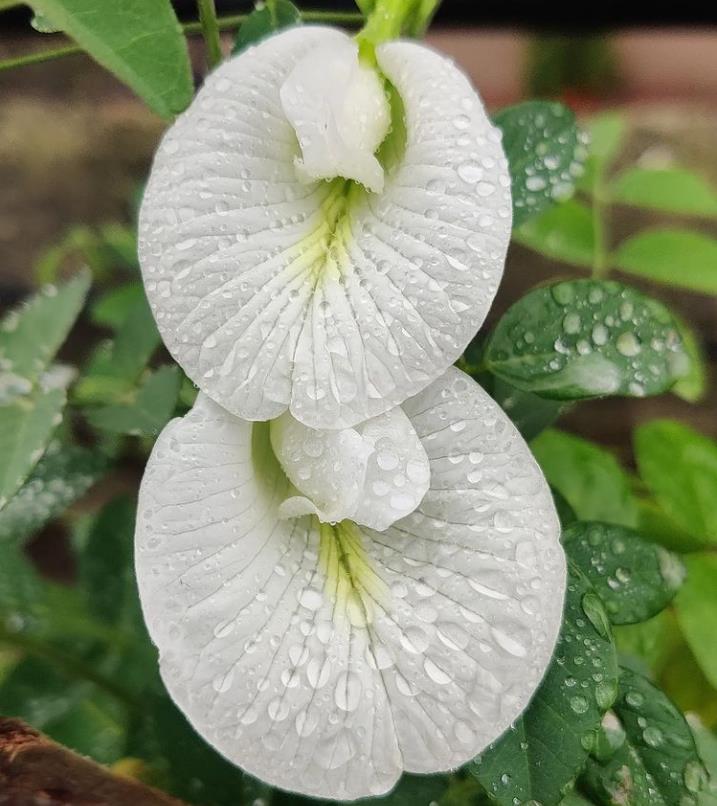 Clitoria ternatea Albiflora - Ervilha Borboleta Branca, Flor de Fada Branca, Flor de Concha, Rainha Branca, Po - Imagem 5