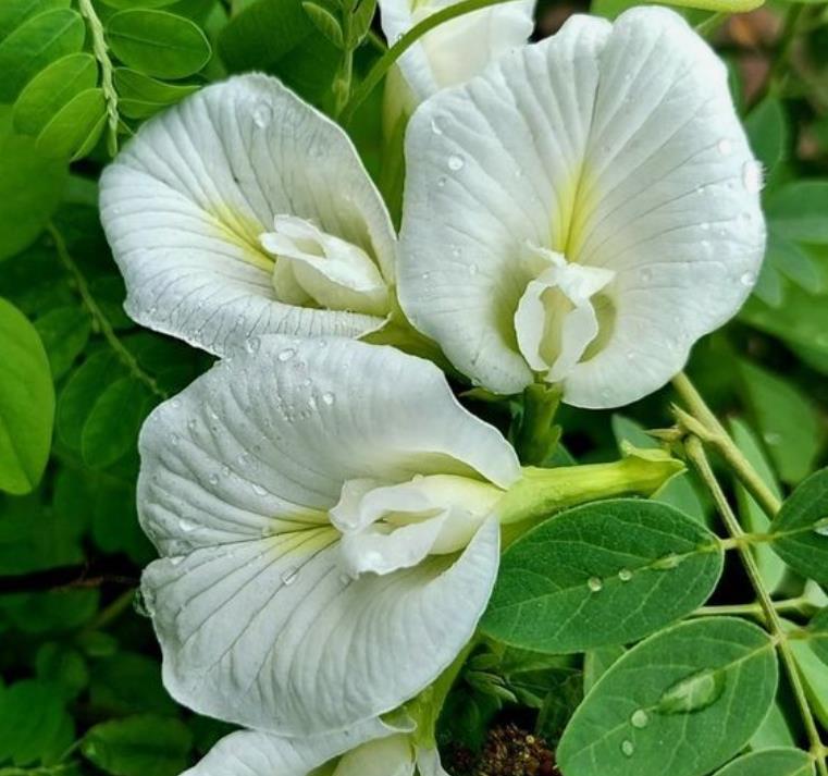 Clitoria ternatea Albiflora - Ervilha Borboleta Branca, Flor de Fada Branca, Flor de Concha, Rainha Branca, Po - Imagem 6