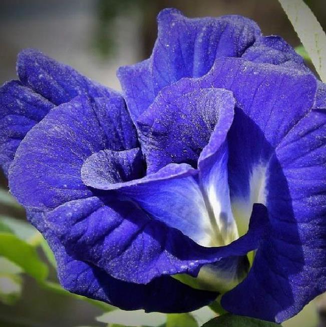 Clitoria ternatea (Double Flower) - Ervilha Borboleta Dobrada, Flor de Fada Azul Dobrada, Cunhã, Ismênia