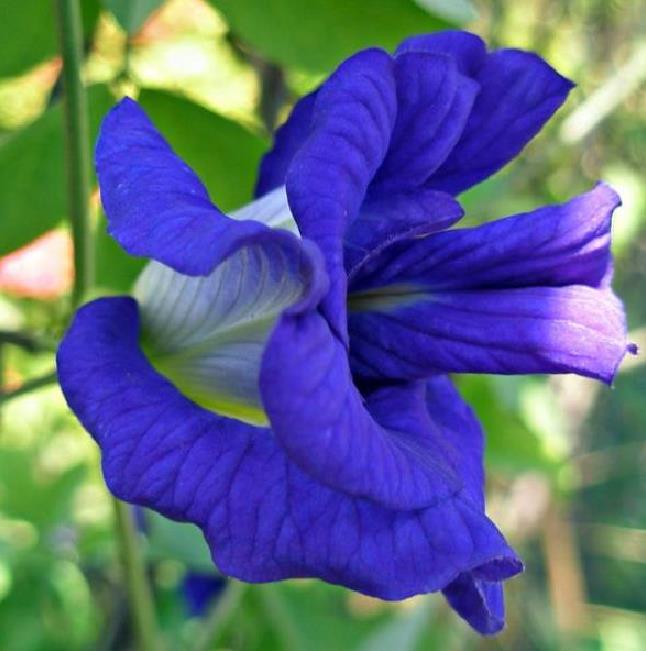Clitoria ternatea (Double Flower) - Ervilha Borboleta Dobrada, Flor de Fada Azul Dobrada, Cunhã, Ismênia - Imagem 2