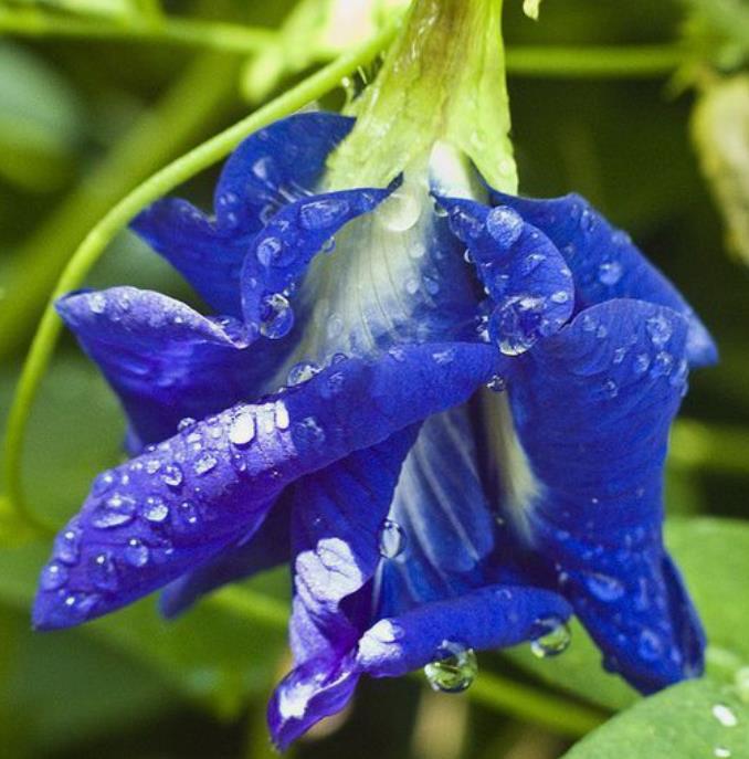 Clitoria ternatea (Double Flower) - Ervilha Borboleta Dobrada, Flor de Fada Azul Dobrada, Cunhã, Ismênia - Imagem 3