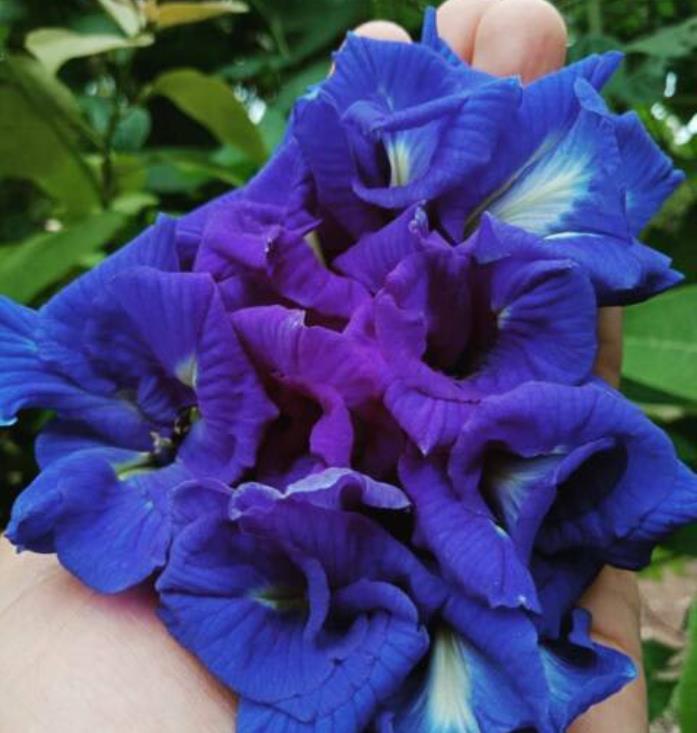 Clitoria ternatea (Double Flower) - Ervilha Borboleta Dobrada, Flor de Fada Azul Dobrada, Cunhã, Ismênia - Imagem 4