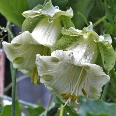 Cobaea scandens 'Alba' e 'Blue Purple' - Trepadeira Sinos Da Catedral, Estefânia, Sinos do Monastério, Sinos de Convento