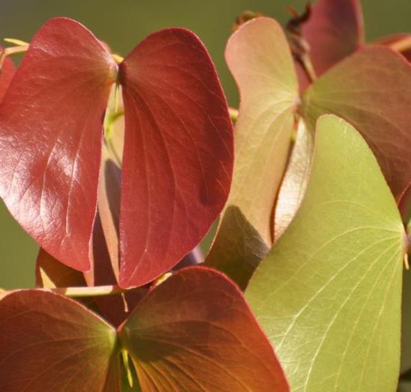 Colophospermum mopane - Árvore Copaiba Mopane, Árvore Mopane, Árvore de Bálsamo, Árvore Borboleta - Imagem 2