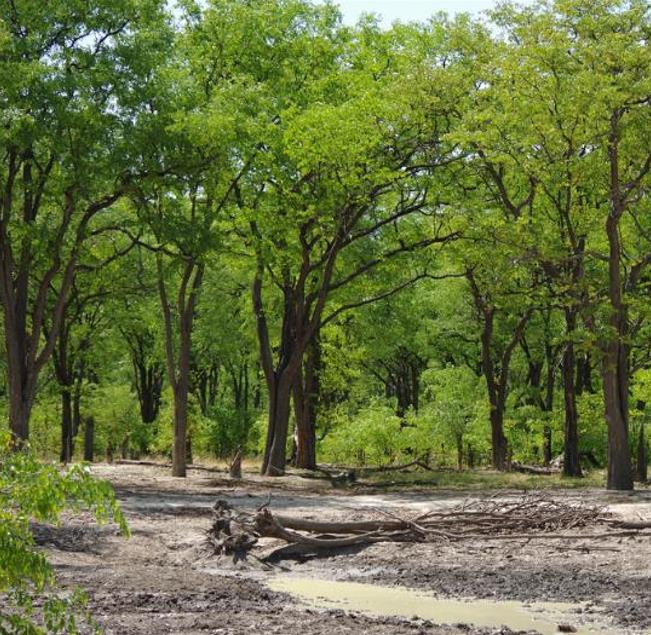 Colophospermum mopane - Árvore Copaiba Mopane, Árvore Mopane, Árvore de Bálsamo, Árvore Borboleta - Imagem 3