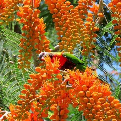 Colvillea racemosa - Árvore Gloriosa, Flor do Paraíso, Gloriosa de Madagascar