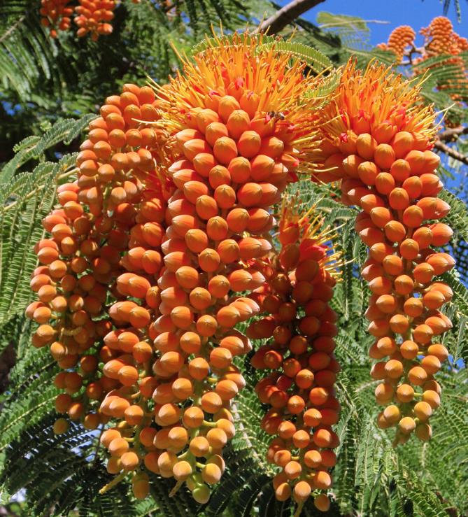 Colvillea racemosa - Árvore Gloriosa, Flor do Paraíso, Gloriosa de Madagascar - Imagem 2