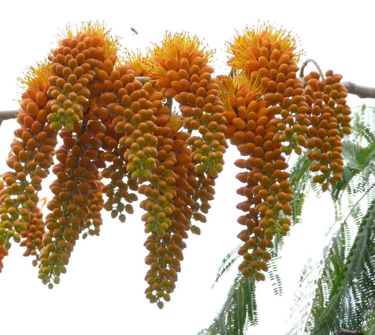 Colvillea racemosa - Árvore Gloriosa, Flor do Paraíso, Gloriosa de Madagascar - Imagem 3