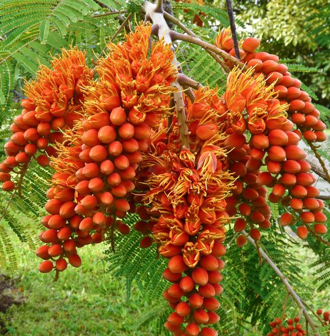 Colvillea racemosa - Árvore Gloriosa, Flor do Paraíso, Gloriosa de Madagascar - Imagem 4