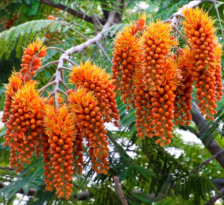 Colvillea racemosa - Árvore Gloriosa, Flor do Paraíso, Gloriosa de Madagascar - Imagem 5