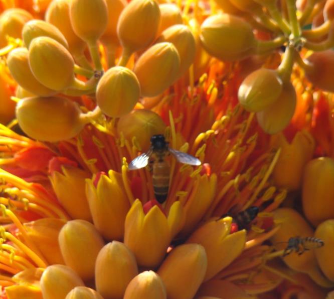 Colvillea racemosa - Árvore Gloriosa, Flor do Paraíso, Gloriosa de Madagascar - Imagem 6