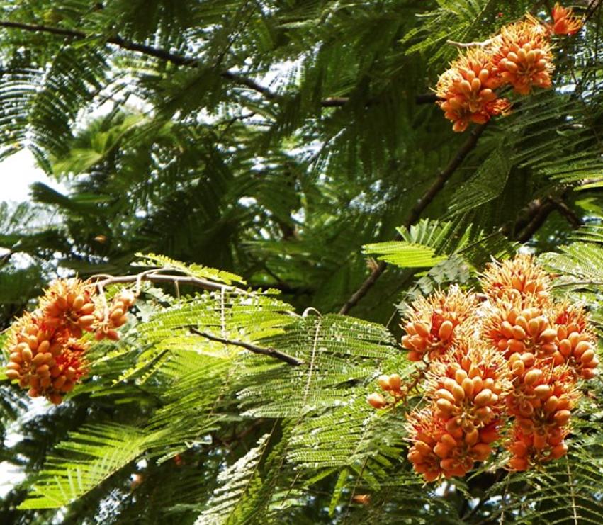Colvillea racemosa - Árvore Gloriosa, Flor do Paraíso, Gloriosa de Madagascar - Imagem 7