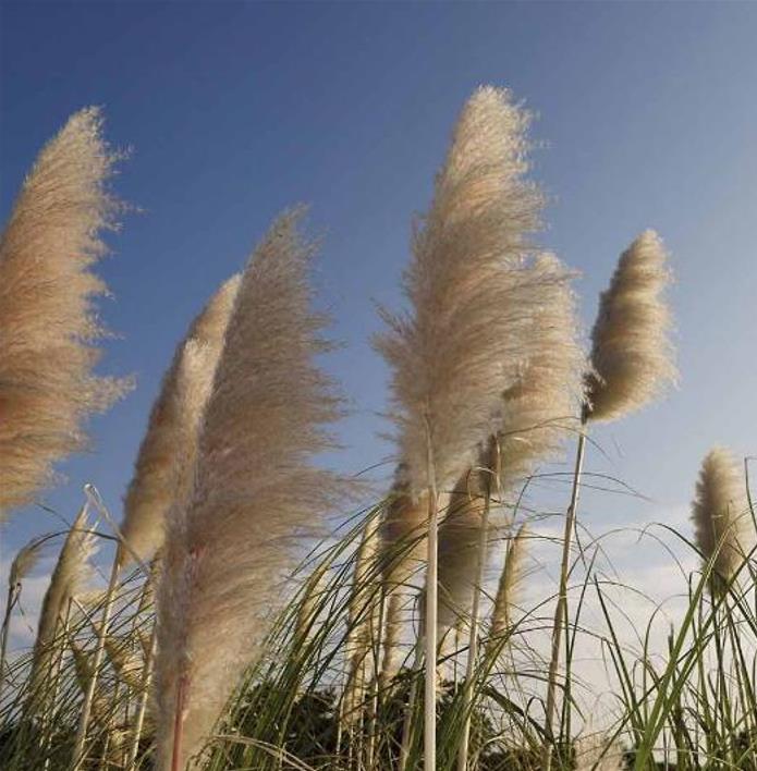 Cortaderia richardii - Grama toe toe, Grama plumosa, Toe toe grass - Imagem 2