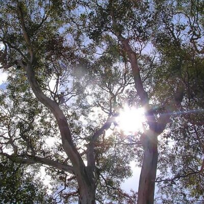 Corymbia blakei (Eucalyptus blakelyi) - Eucalipto Goma Vermelha do Blakely, Blakelys Red Gum
