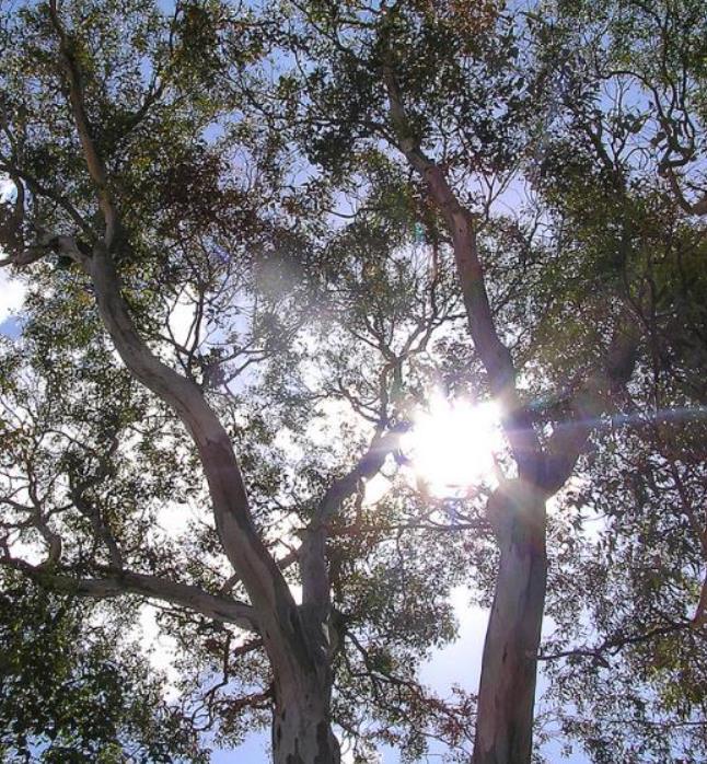Corymbia blakei (Eucalyptus blakelyi) - Eucalipto Goma Vermelha do Blakely, Blakelys Red Gum
