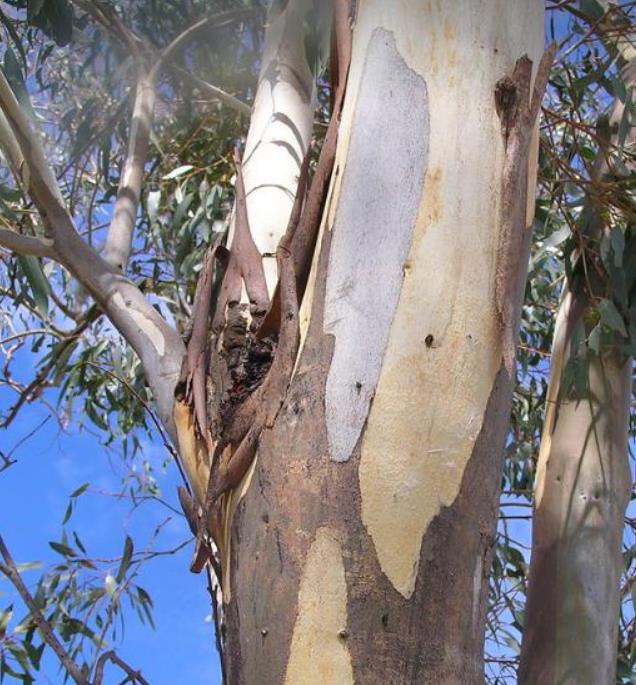 Corymbia blakei (Eucalyptus blakelyi) - Eucalipto Goma Vermelha do Blakely, Blakelys Red Gum - Imagem 2