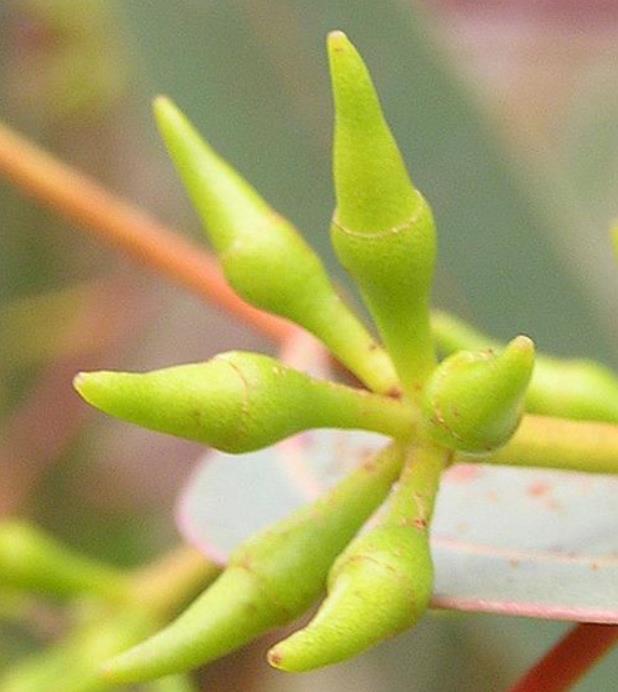 Corymbia blakei (Eucalyptus blakelyi) - Eucalipto Goma Vermelha do Blakely, Blakelys Red Gum - Imagem 3