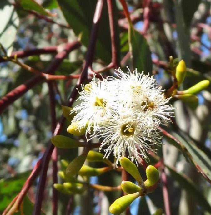 Corymbia blakei (Eucalyptus blakelyi) - Eucalipto Goma Vermelha do Blakely, Blakelys Red Gum - Imagem 4