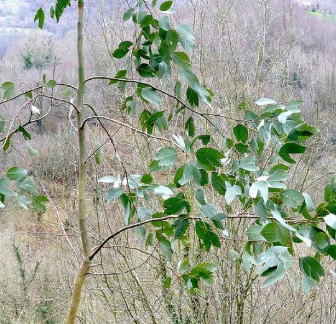 Corymbia blakei (Eucalyptus blakelyi) - Eucalipto Goma Vermelha do Blakely, Blakelys Red Gum - Imagem 5