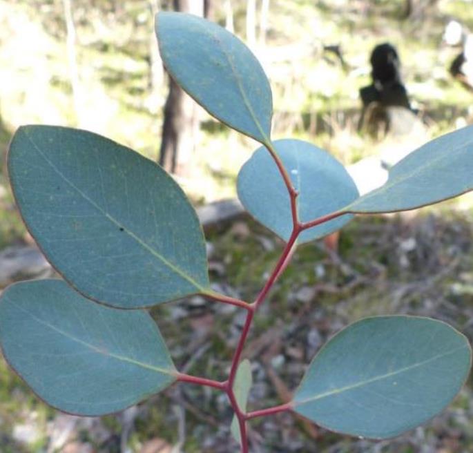 Corymbia blakei (Eucalyptus blakelyi) - Eucalipto Goma Vermelha do Blakely, Blakelys Red Gum - Imagem 6